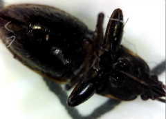 Eremocoris ferus