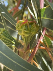 Eucalyptus erythrocorys