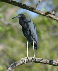Egretta caerulea