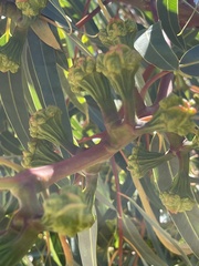 Eucalyptus erythrocorys