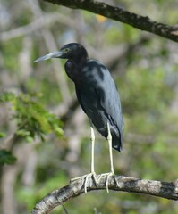 Egretta caerulea