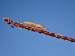 Stenophyella macreta