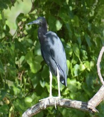 Egretta caerulea