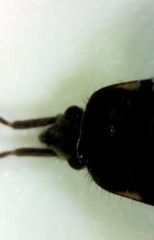 Eremocoris ferus