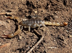Paruroctonus silvestrii