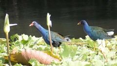 Porphyrio martinica