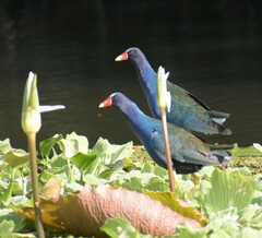 Porphyrio martinica