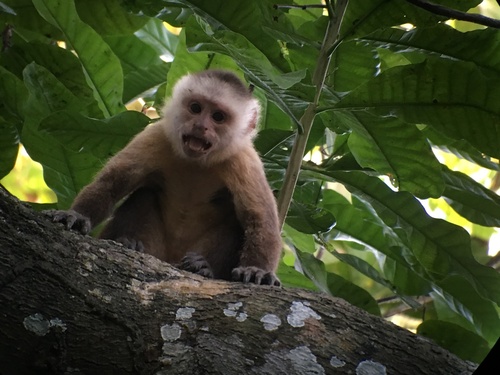 Santa Marta White-fronted Capuchin