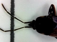 Eremocoris ferus