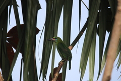 Psilopogon mystacophanos