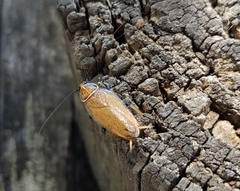 Ellipsidion humerale