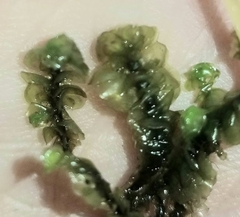 Scapania undulata