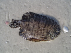 Trinectes maculatus