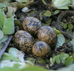 Jacana spinosa