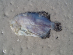 Trinectes maculatus