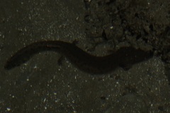 Necturus maculosus