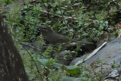 Phylloscopus fuscatus