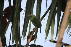 Psilopogon mystacophanos