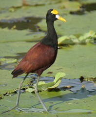 Jacana spinosa