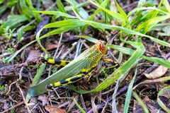 Zoniopoda tarsata