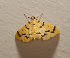 Dichocrocis clytusalis