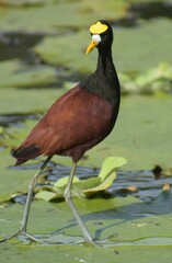 Jacana spinosa