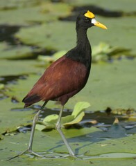 Jacana spinosa
