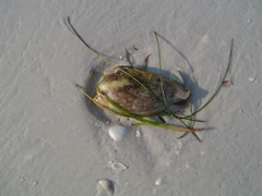 Bulla occidentalis