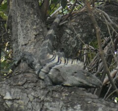 Ctenosaura similis
