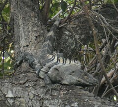 Ctenosaura similis