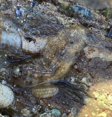 Cryptoplax striata