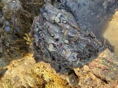 Cryptoplax striata