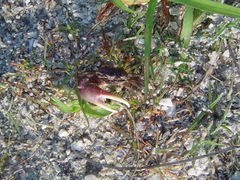 Minuca longisignalis