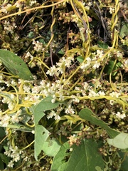 Cuscuta japonica