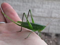 Neoconocephalus brevis