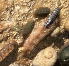 Cryptoplax striata