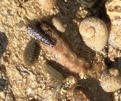 Cryptoplax striata