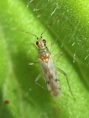 Dicyphus