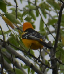Icterus gularis