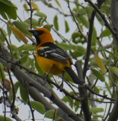 Icterus gularis