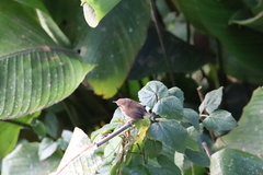 Troglodytes solstitialis