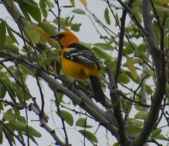 Icterus gularis