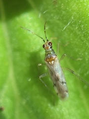 Dicyphus