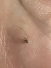 Culex pipiens