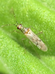 Dicyphus