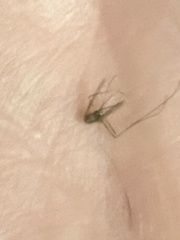 Culex pipiens