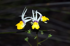 Nemesia cheiranthus