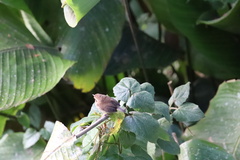 Troglodytes solstitialis