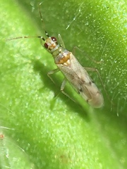 Dicyphus