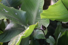 Troglodytes solstitialis